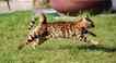 Gato, foto 6