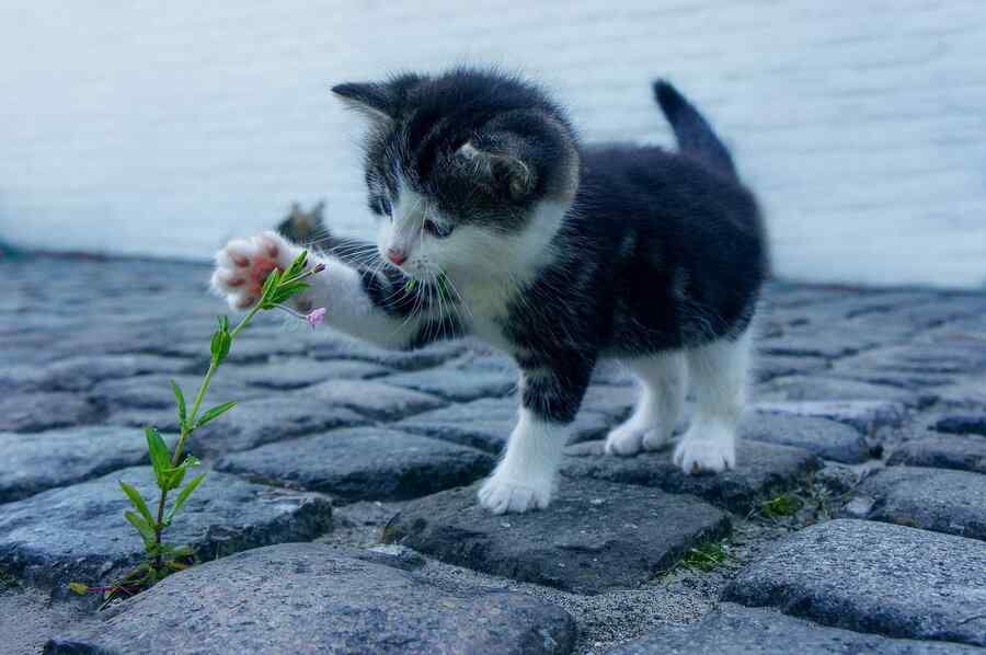 Gato, foto 7
