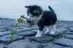 Gato, foto 7