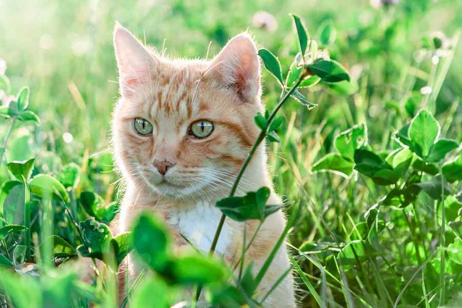 Gato, foto 8