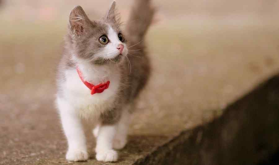 Gato, foto 9