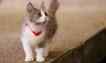 Gato, foto 9