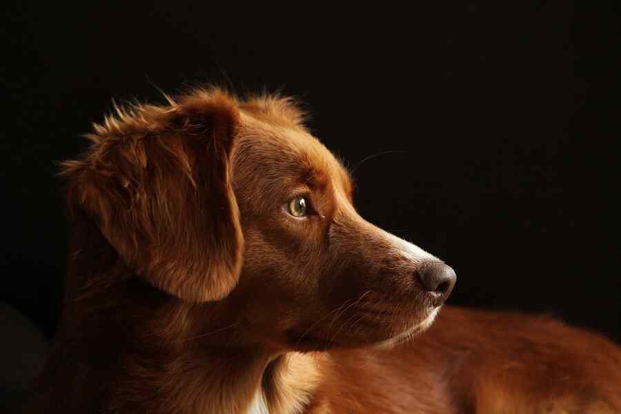 Cão, foto 1 Cão, foto 1