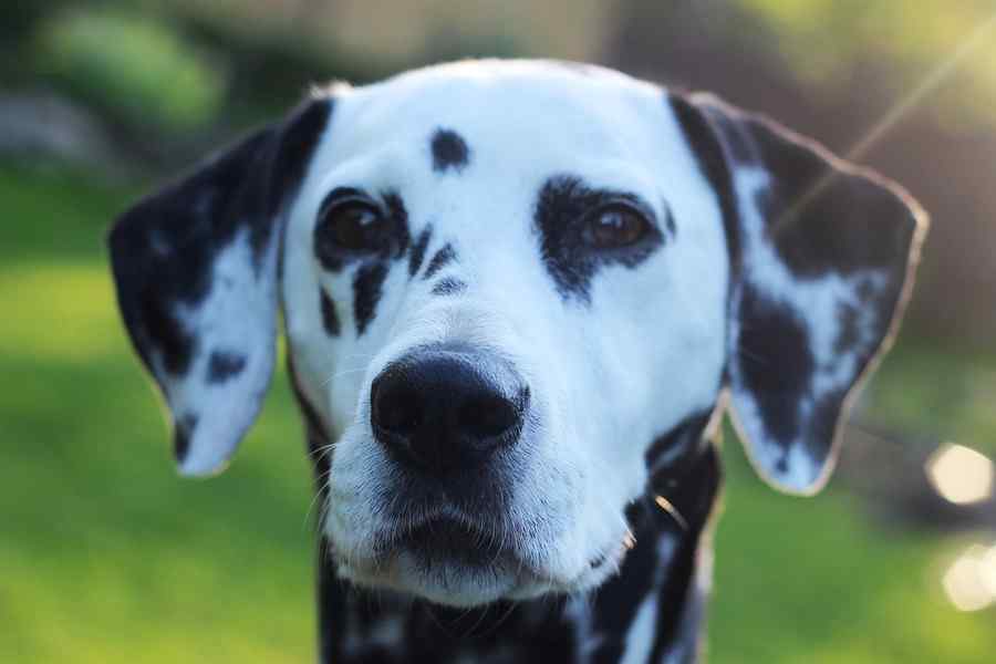 Cão, foto 10 Cão, foto 10