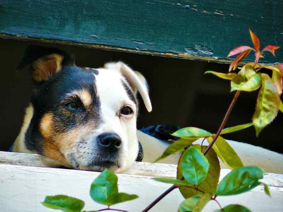 Cão, foto 11 Cão, foto 11