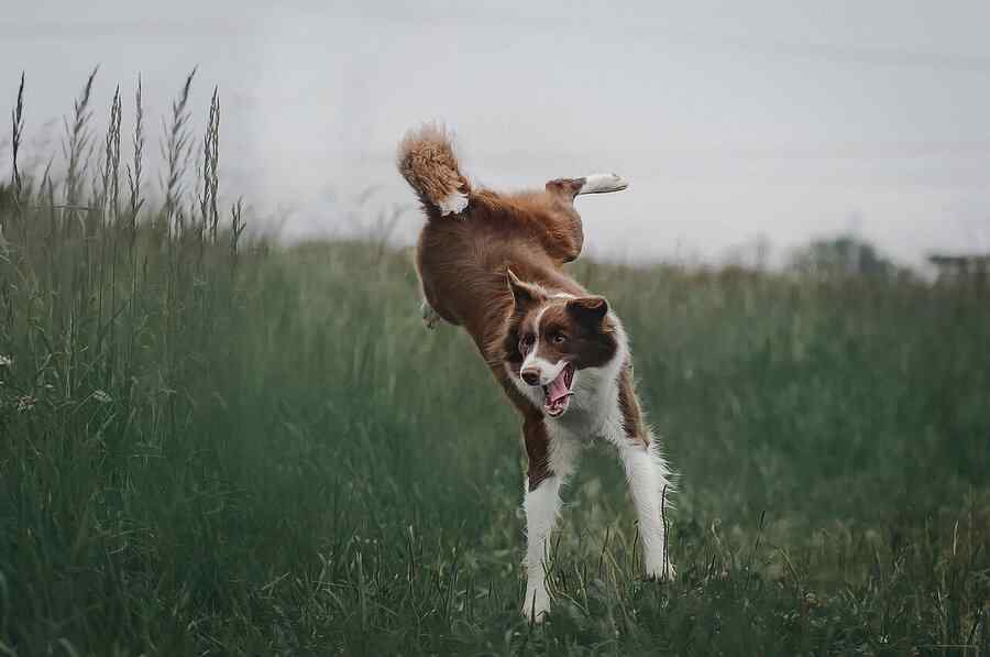 Cão, foto 2