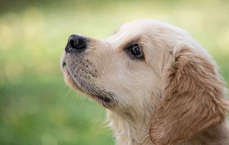Cão, foto 3