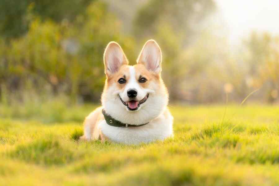 Cão, foto 4