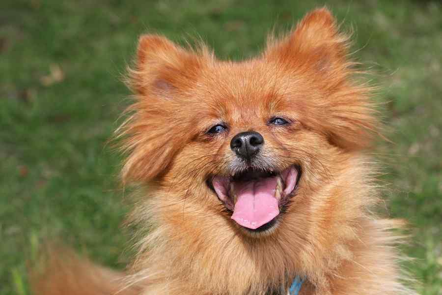 Cão, foto 5