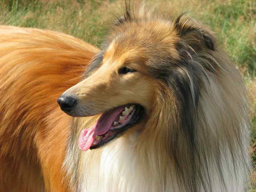 Cão, foto 6 Cão, foto 6