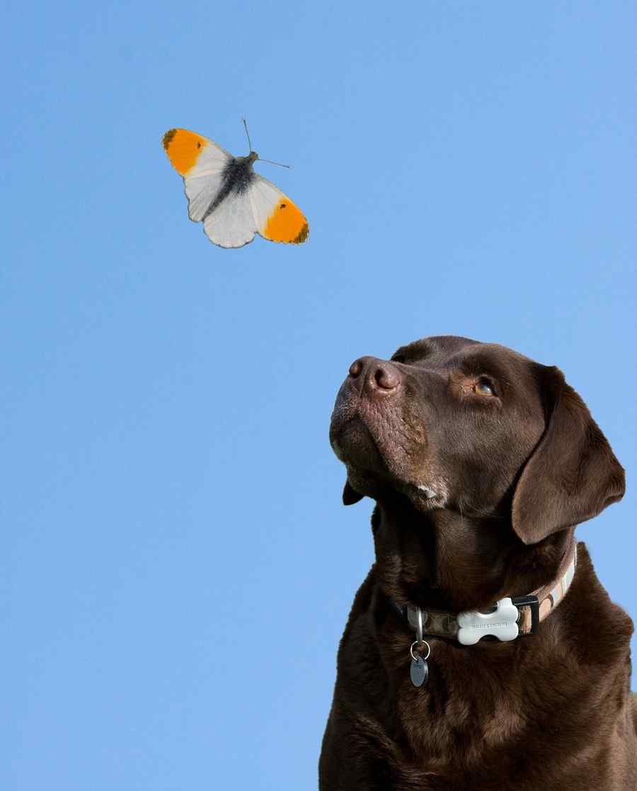 Cão, foto 7 Cão, foto 7