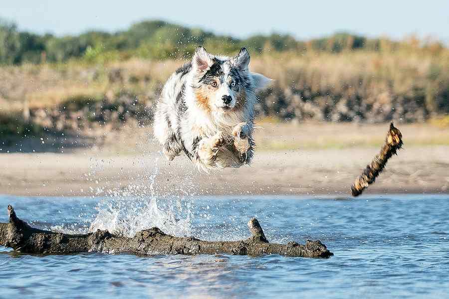Cão, foto 8