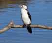 Cormorão, foto 1