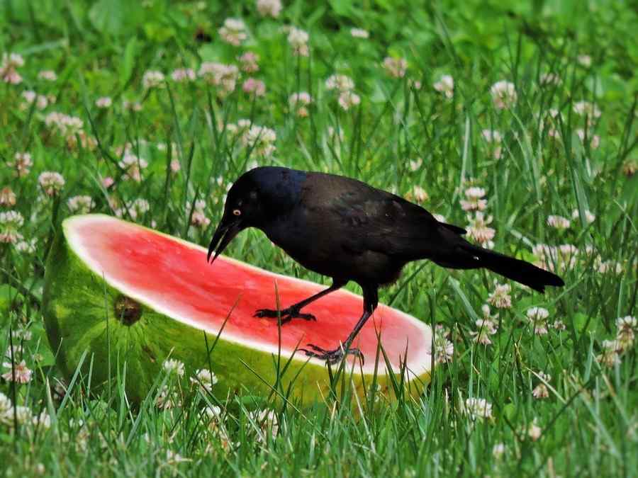Corvo, foto 1