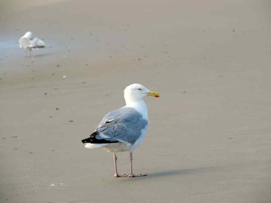 Gaivota, foto 1