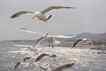 Gaivota, foto 2