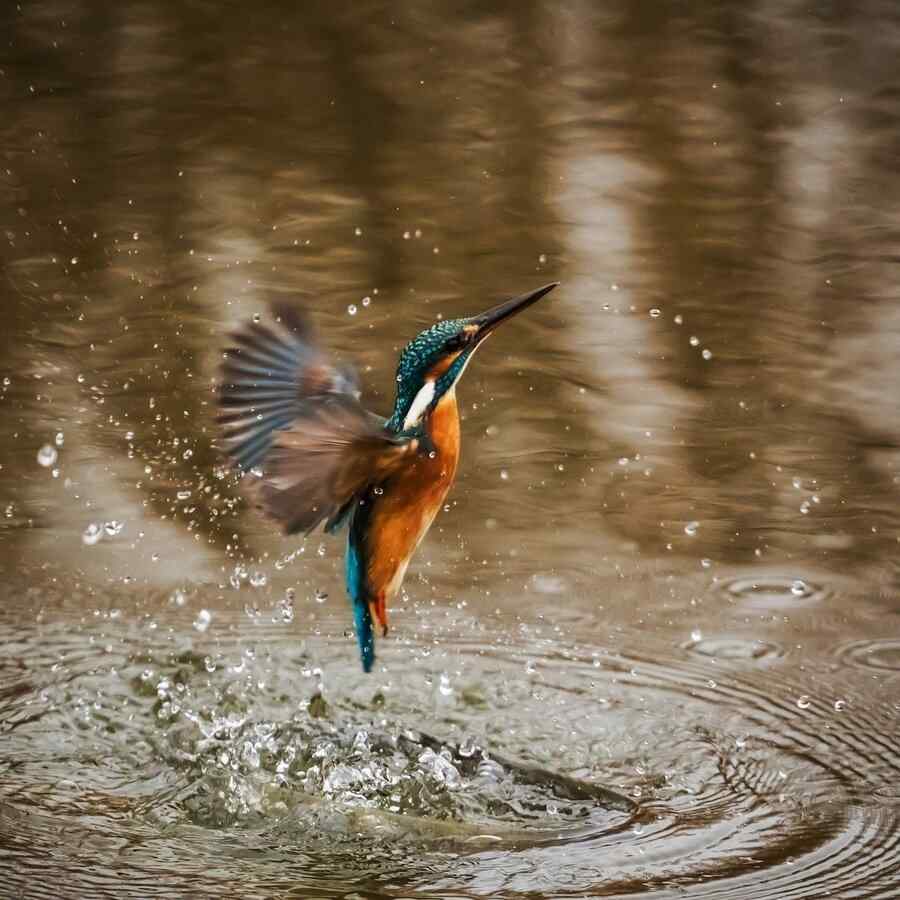 Martim-pescador, foto 1