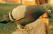Pombo, foto 1