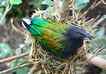 Pombo-nicobar, foto 2