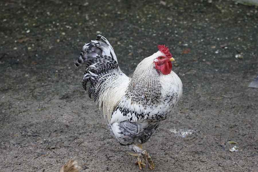 Galo, foto 1
