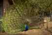 Pavão, foto 2