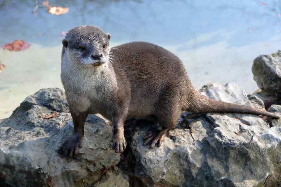 Lontra, foto 1