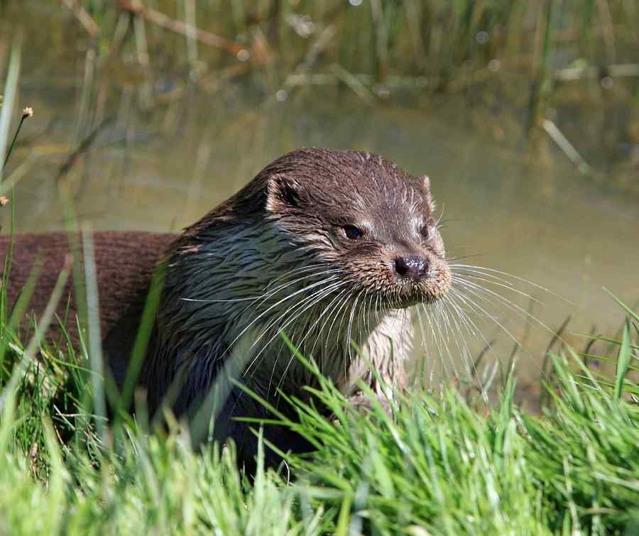Lontra, foto 2 Lontra, foto 2