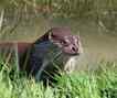 Lontra, foto 2