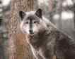Lobo, foto 1