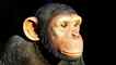 Chimpanzé, foto 1