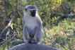 Macaco, foto 1