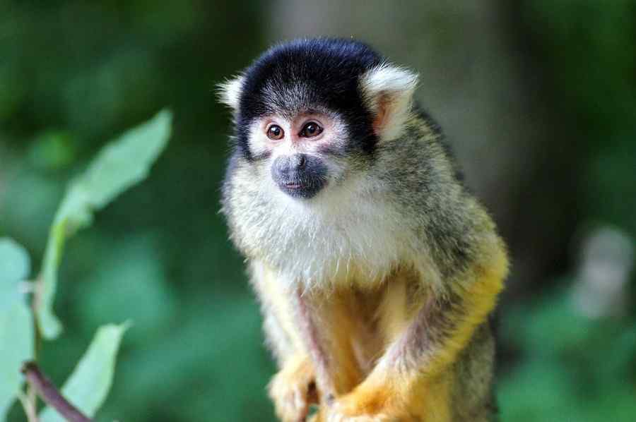 Macaco-esquilo, foto 1