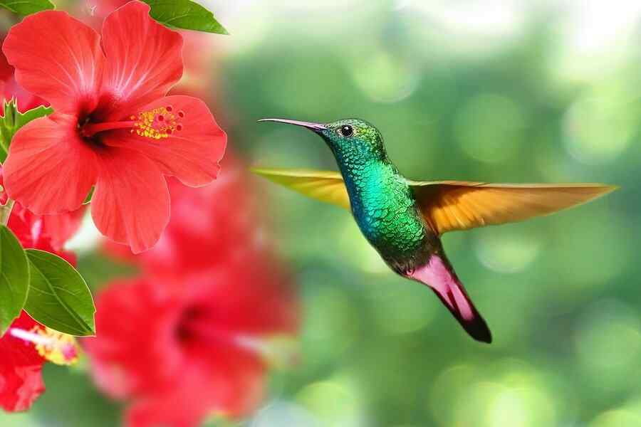 Beija-flor, foto 1 Beija-flor, foto 1