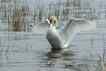 Cisne, foto 1