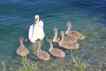 Cisne, foto 3