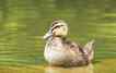 Pato, foto 1
