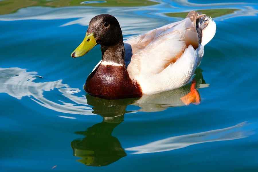 Pato, foto 2