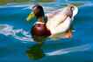 Pato, foto 2