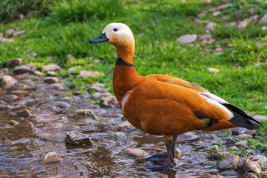 Pato-Ferrugíneo, foto 1