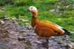 Pato-ferrugíneo, foto 1