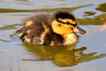 Pato-real, foto 1