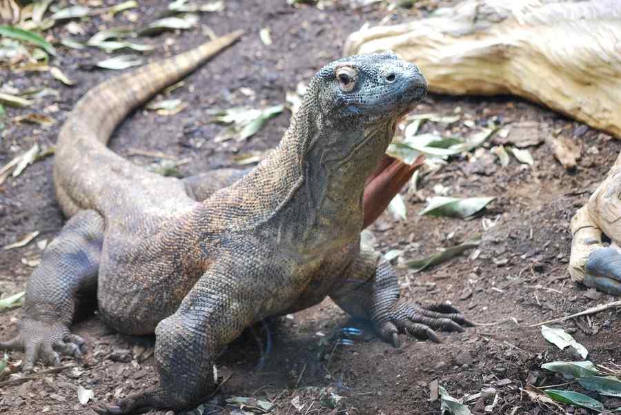 Dragão-de-comodo, foto 1