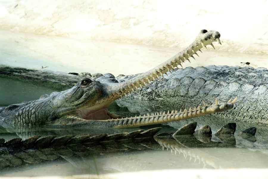 Gavial, foto 1 Gavial, foto 1