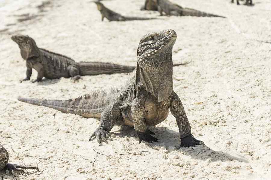 Iguana, foto 1