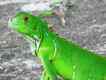 Lagarto, foto 1