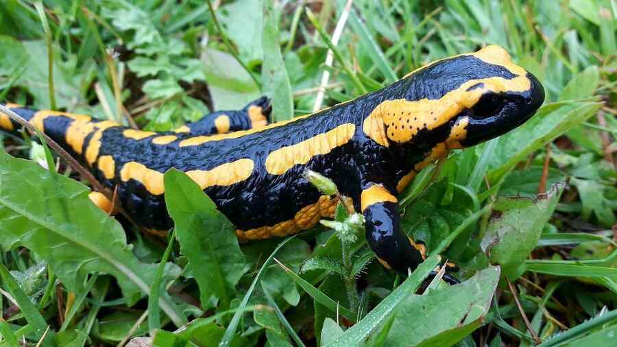 Salamandra, foto 1 Salamandra, foto 1