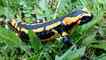 Salamandra, foto 1