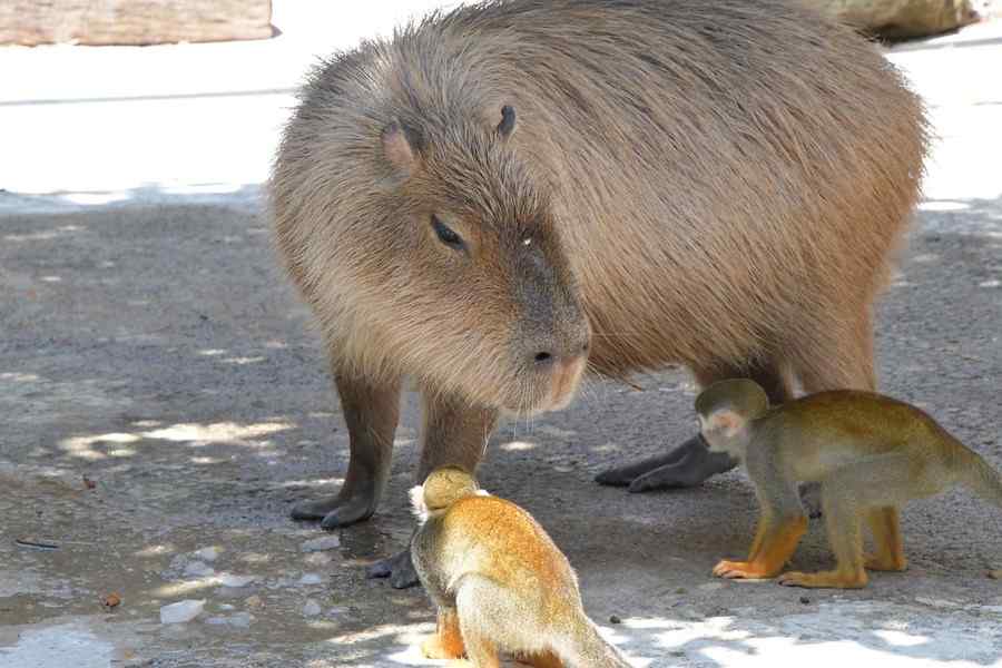 Capivara, foto 1 Capivara, foto 1