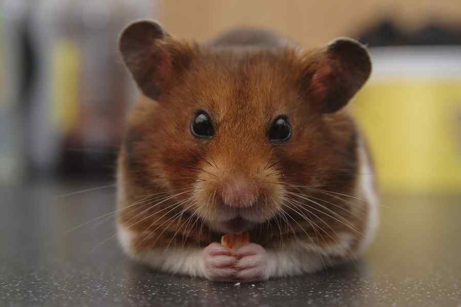 Hamster, foto 1 Hamster, foto 1