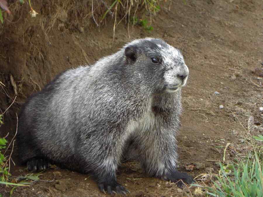 Marmota, foto 1